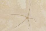 Detailed, Fossil Shrimp and Brittle Star - Solnhofen Limestone #162507-3
